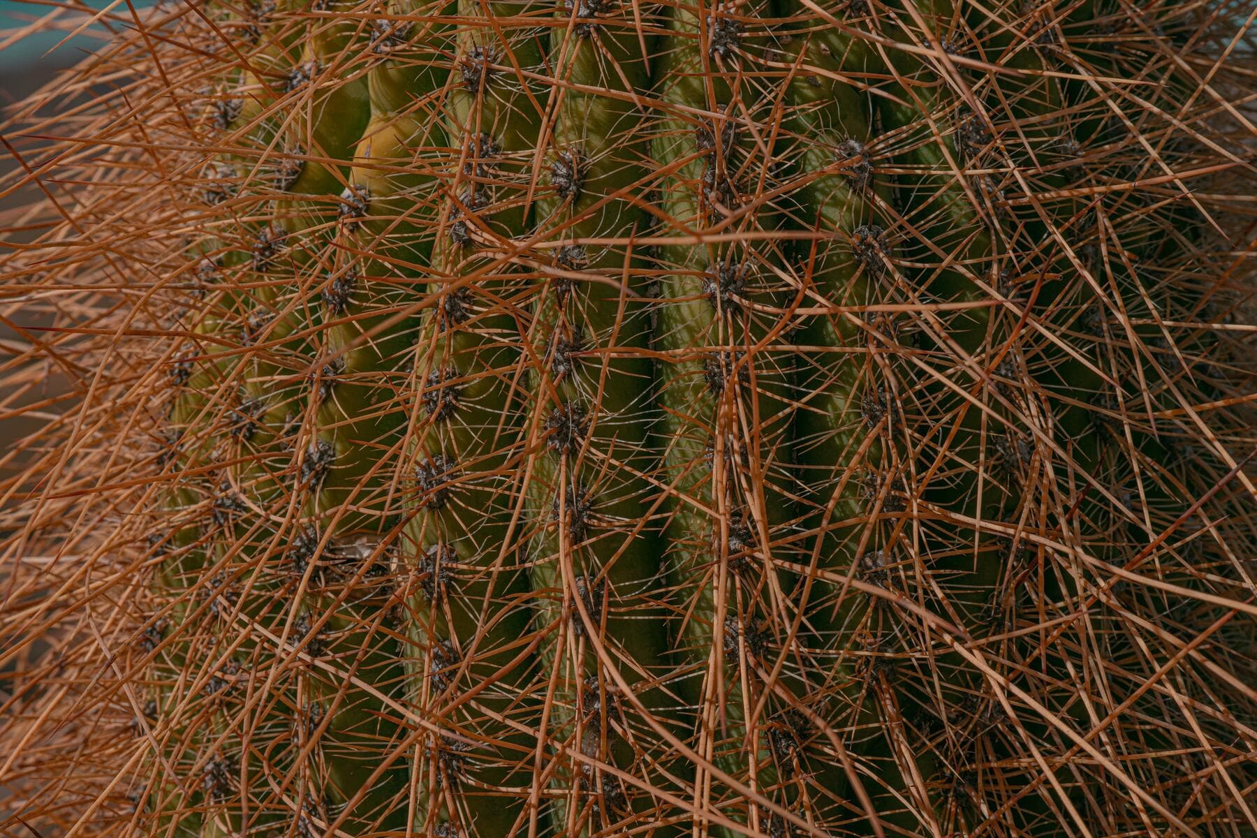 Puna 2